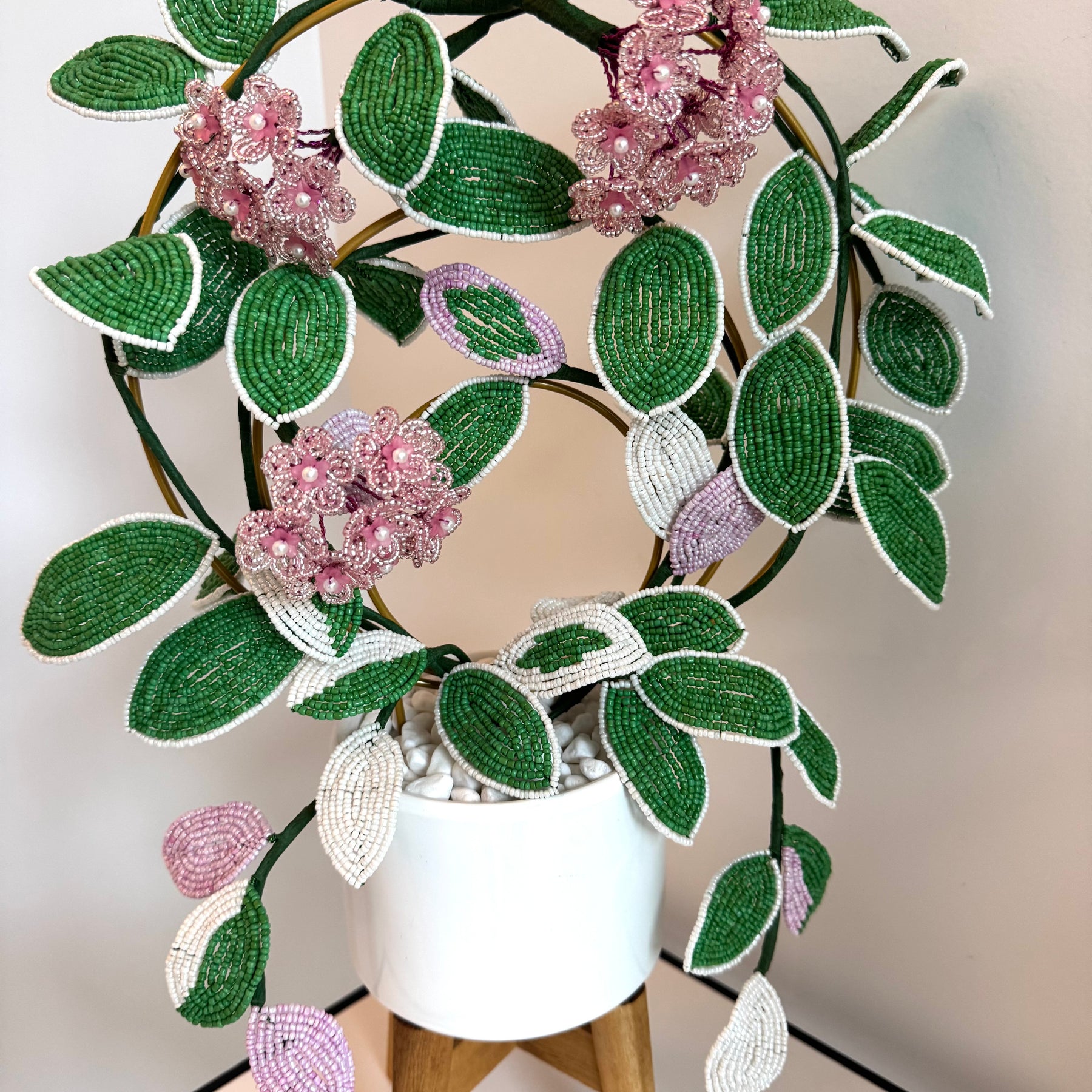 French-beaded flowering Krimson Queen Hoya