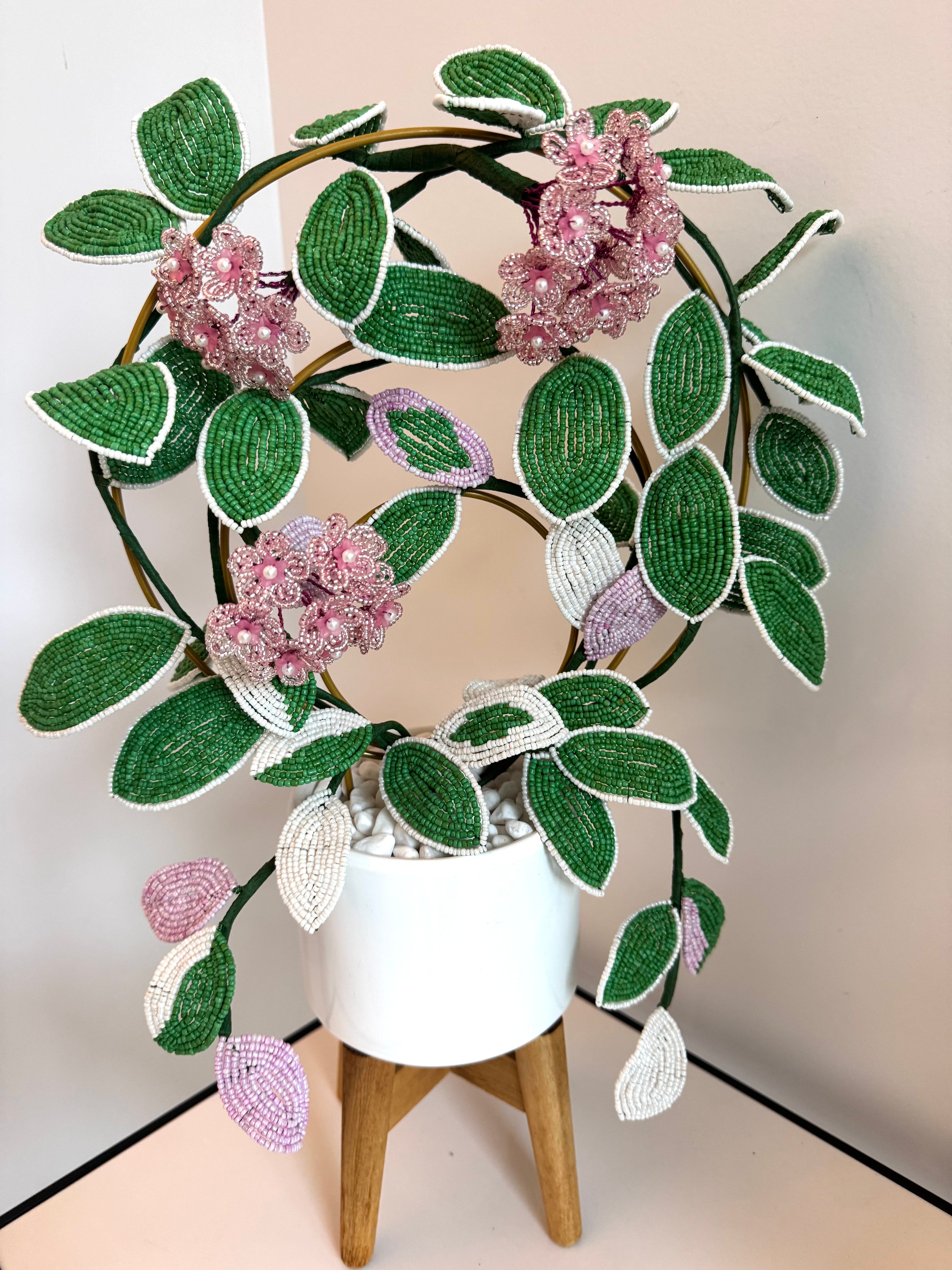 French-beaded flowering Krimson Queen Hoya