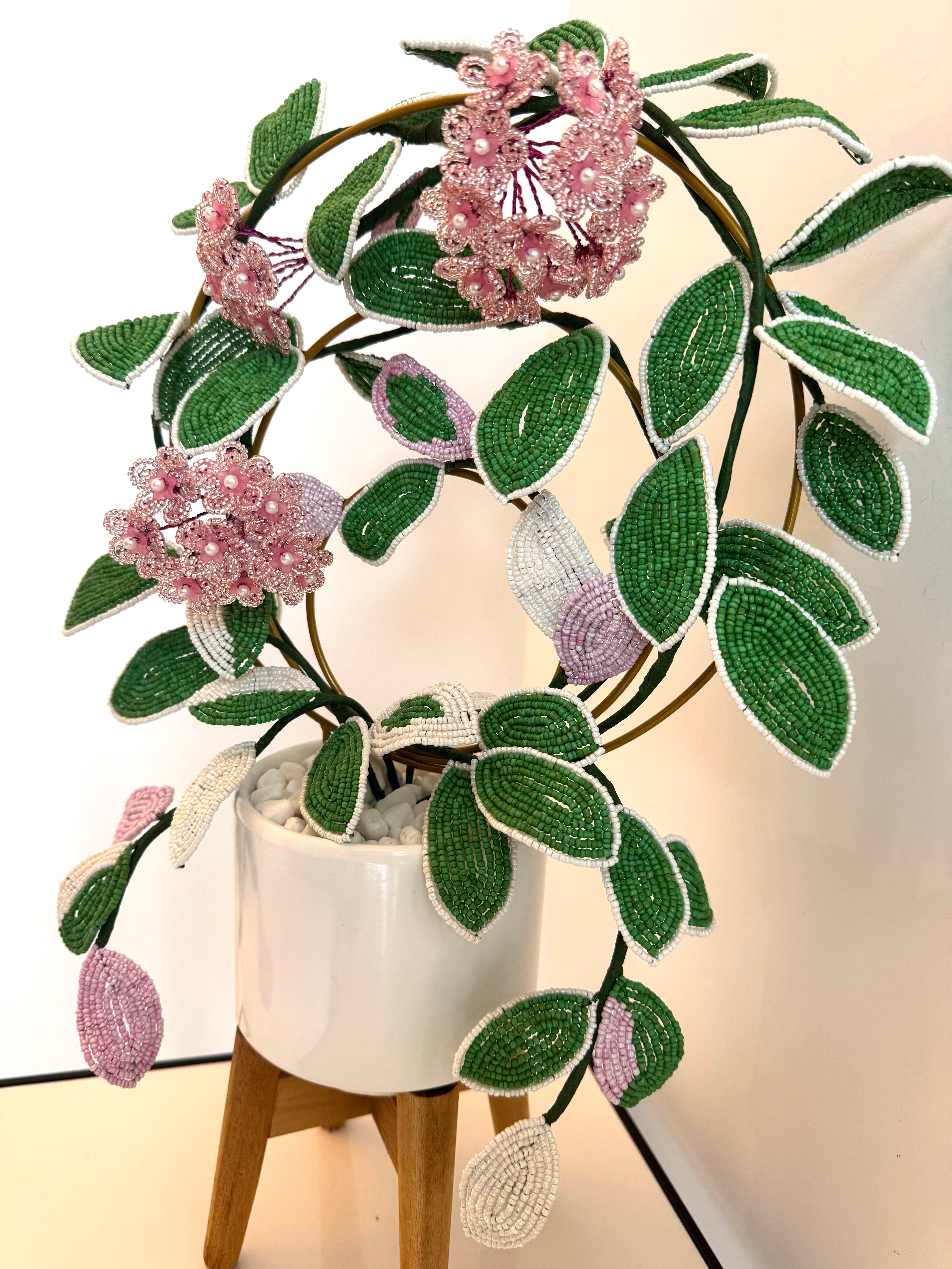 French-beaded flowering Krimson Queen Hoya