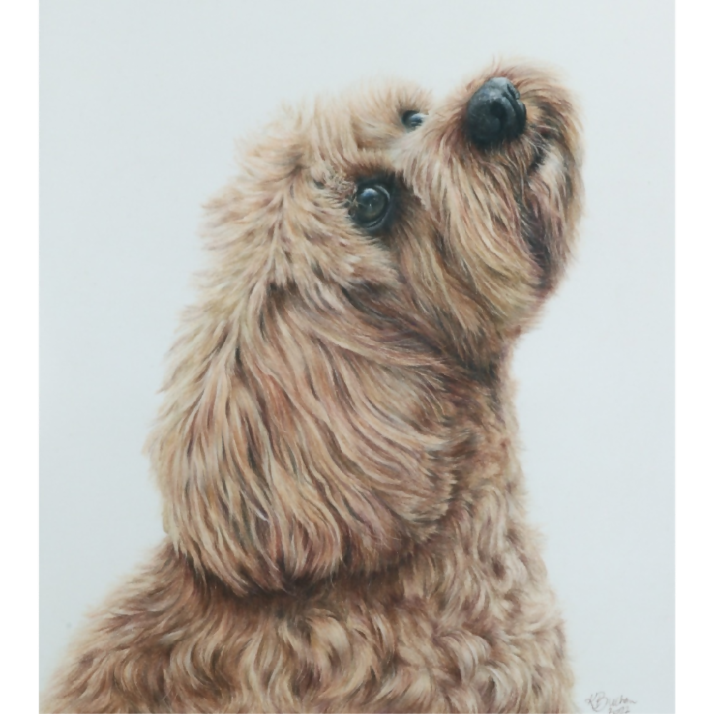 Australian-artist-custom-pet-portrait-dog-cavoodle