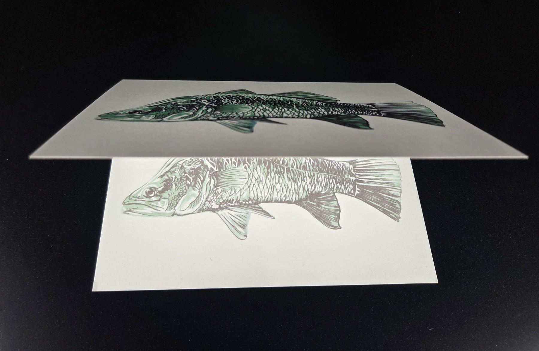 Barramundi Greeting Card (blank inside)- 5cm x 7cm (127mm x 178mm)