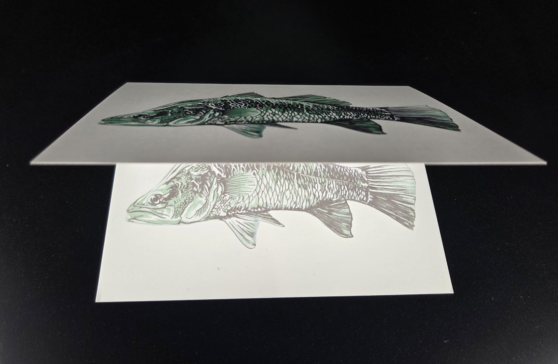 Barramundi Greeting Card (blank inside)- 5cm x 7cm (127mm x 178mm)
