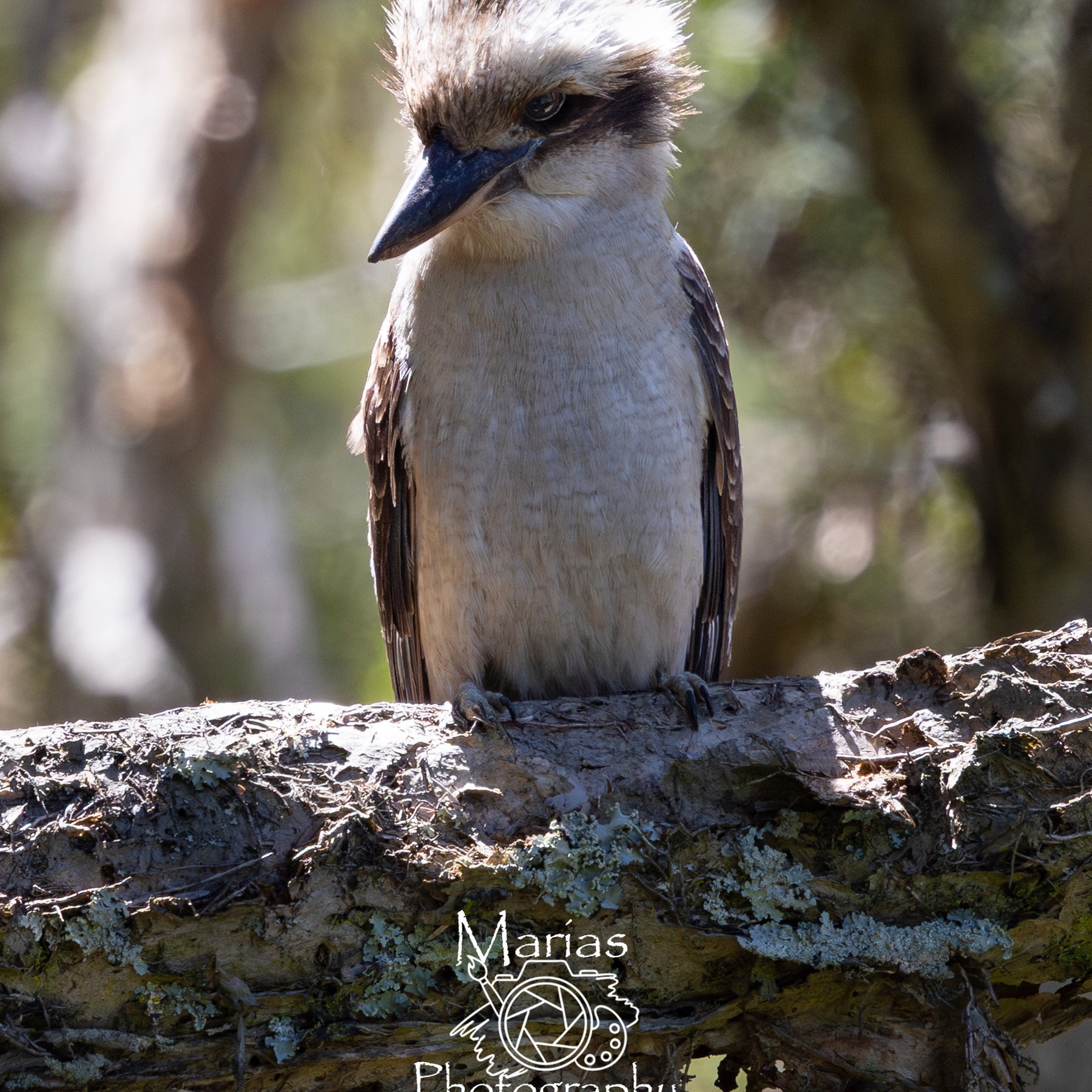 Photographic Print | Wall Art | Wind Swept Kookaburra