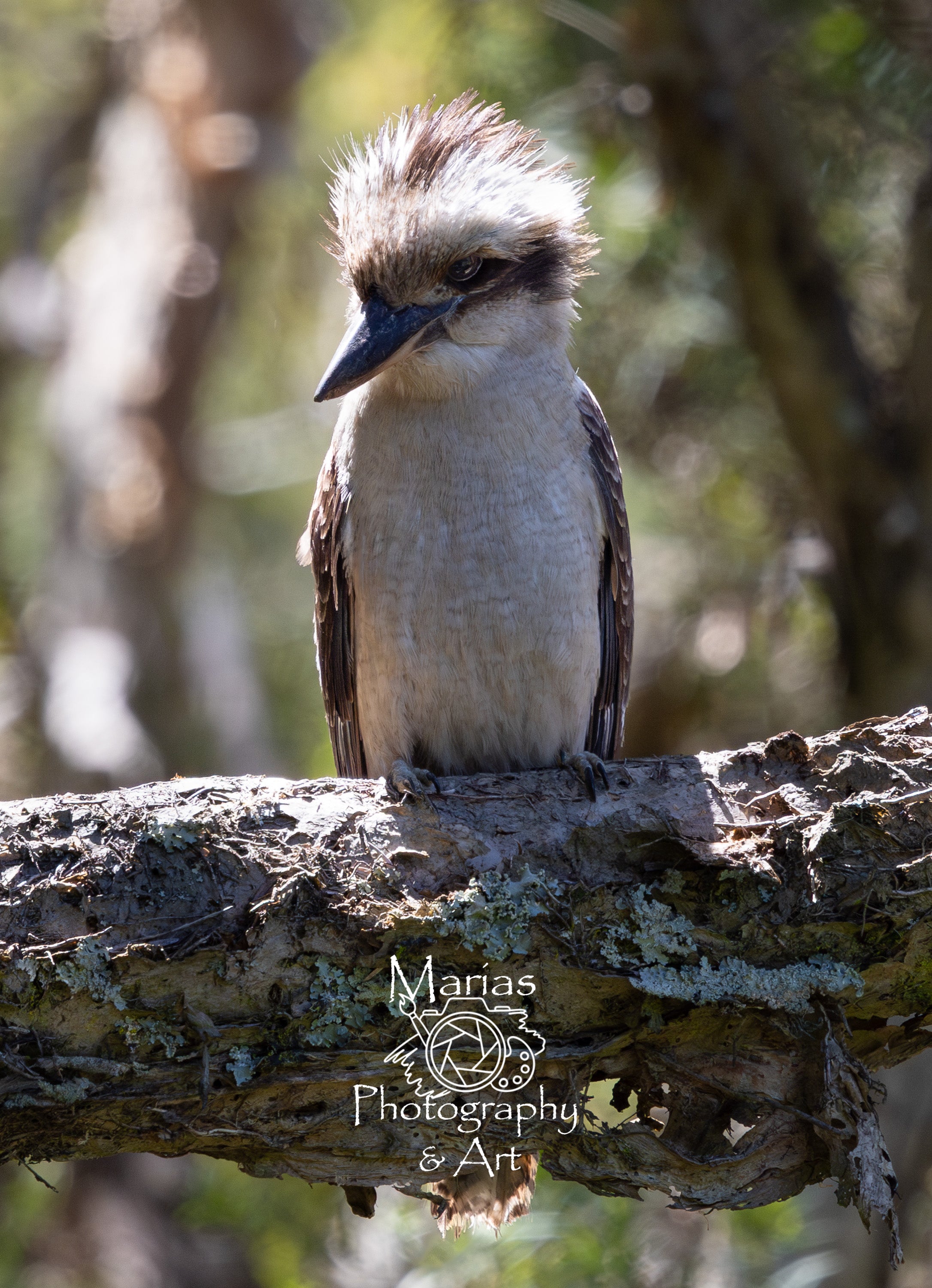 Photographic Print | Wall Art | Wind Swept Kookaburra