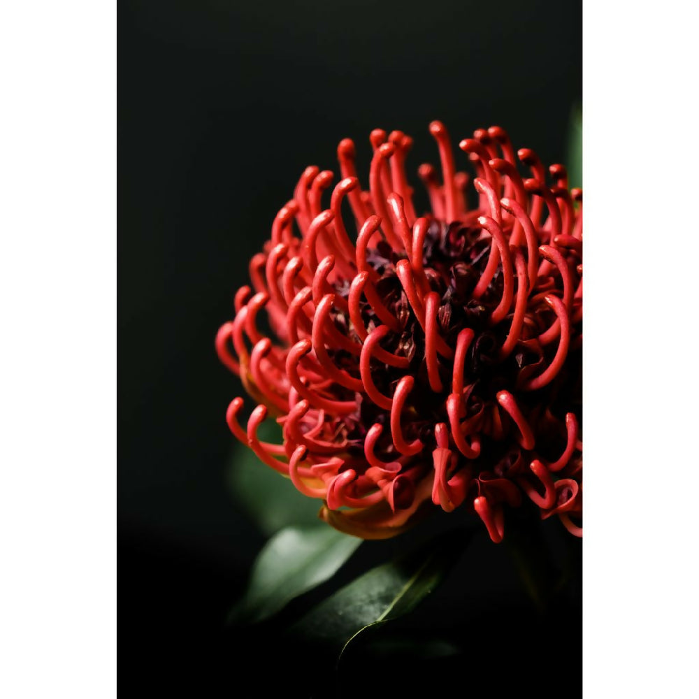 red waratah fine art photo