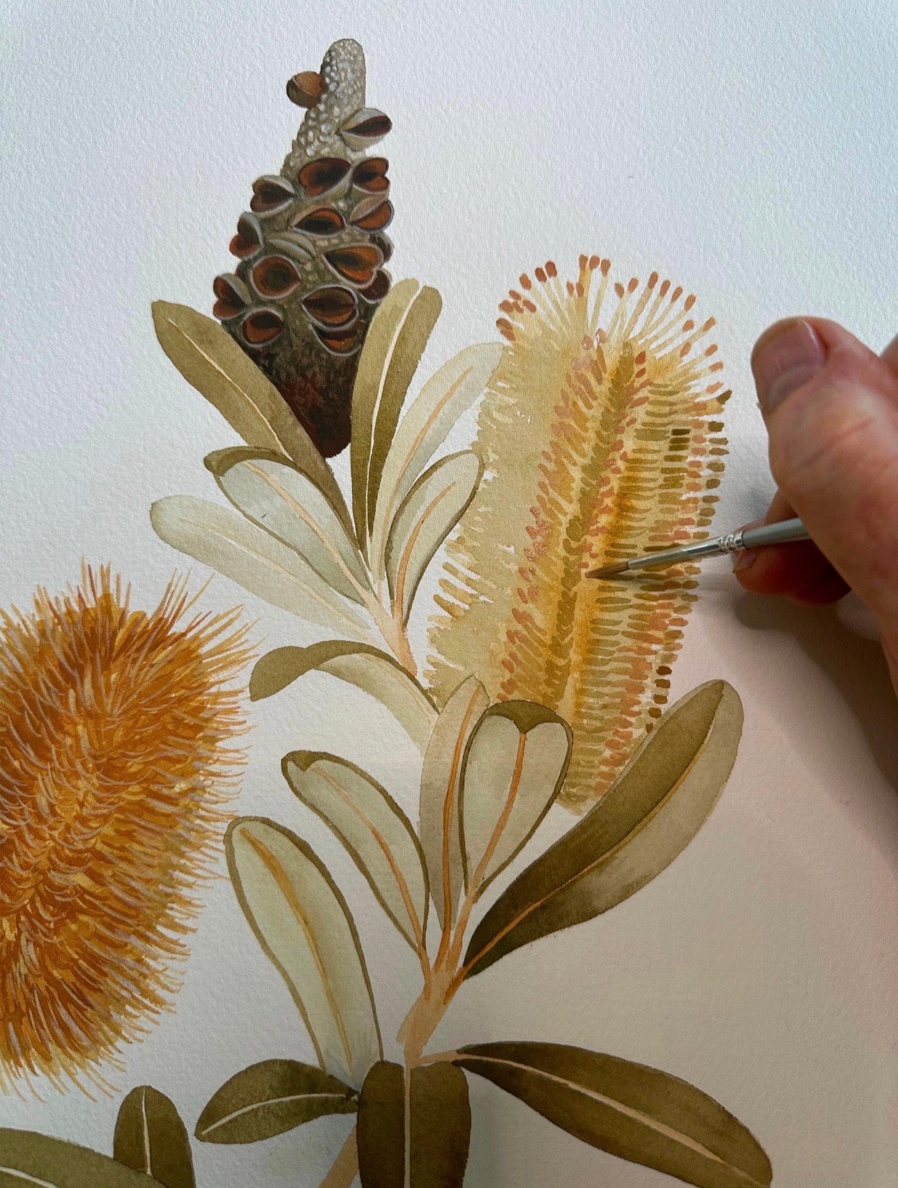 Sulphur Crested Cockatoos and Coastal Banksias art print by Debra Meier Art