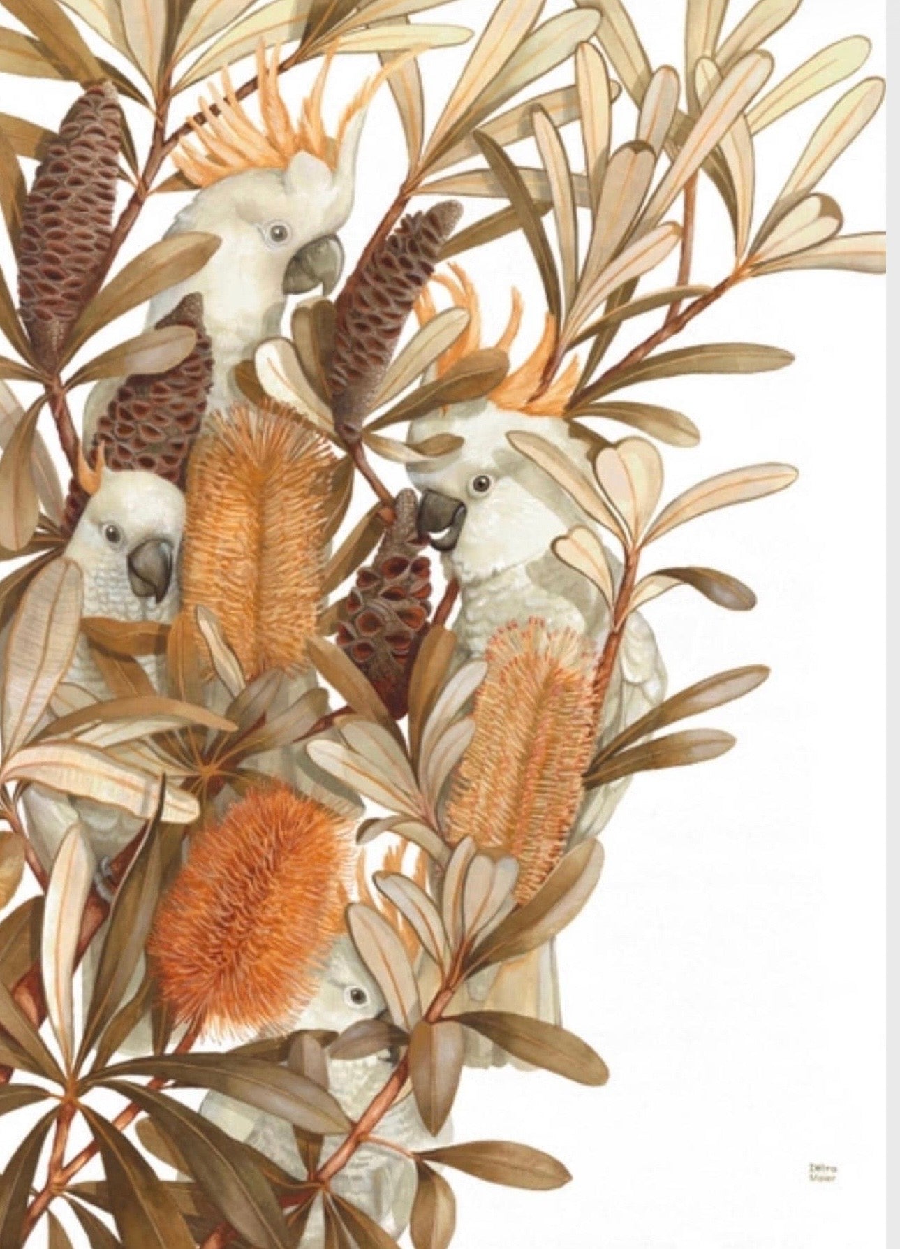 Sulphur Crested Cockatoos and Coastal Banksias art print by Debra Meier Art
