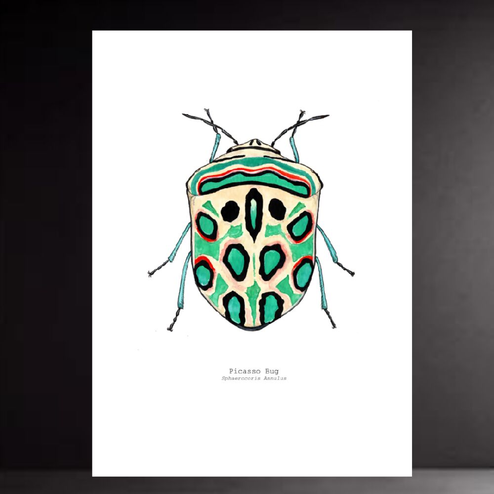 the fauna series - picasso bug