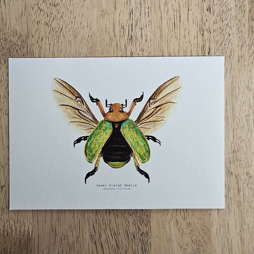 art print - the fauna series - jewel scarab beetle