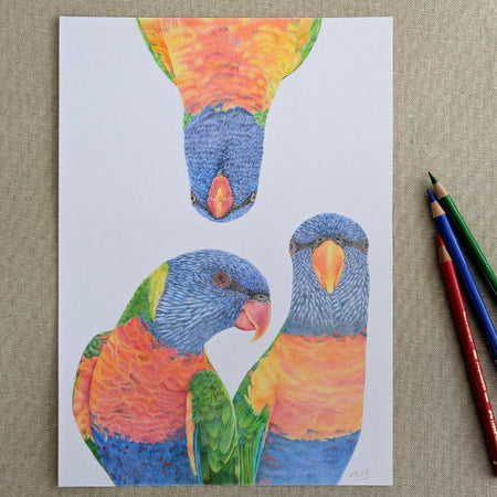 Rainbow lorikeets original pencil drawing. A4 size.