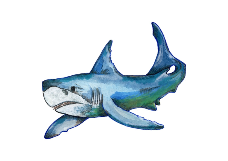 Great White - A4 Print