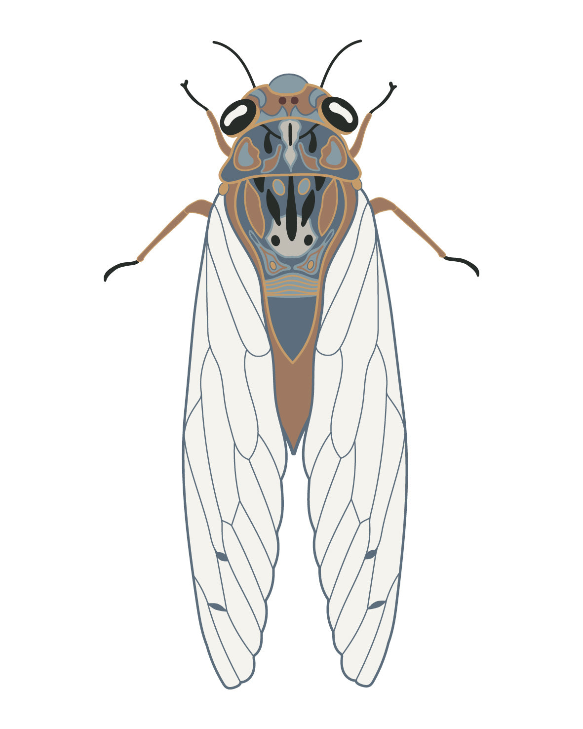 Tan Cicada Bug Insect Sticker