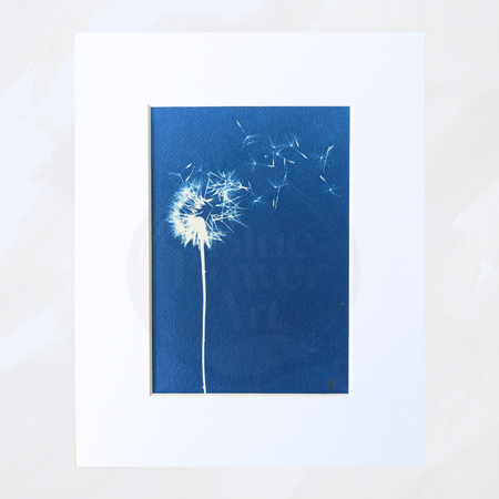 Original Dandelion Cyanotype Art, Mounted, Ready to Frame