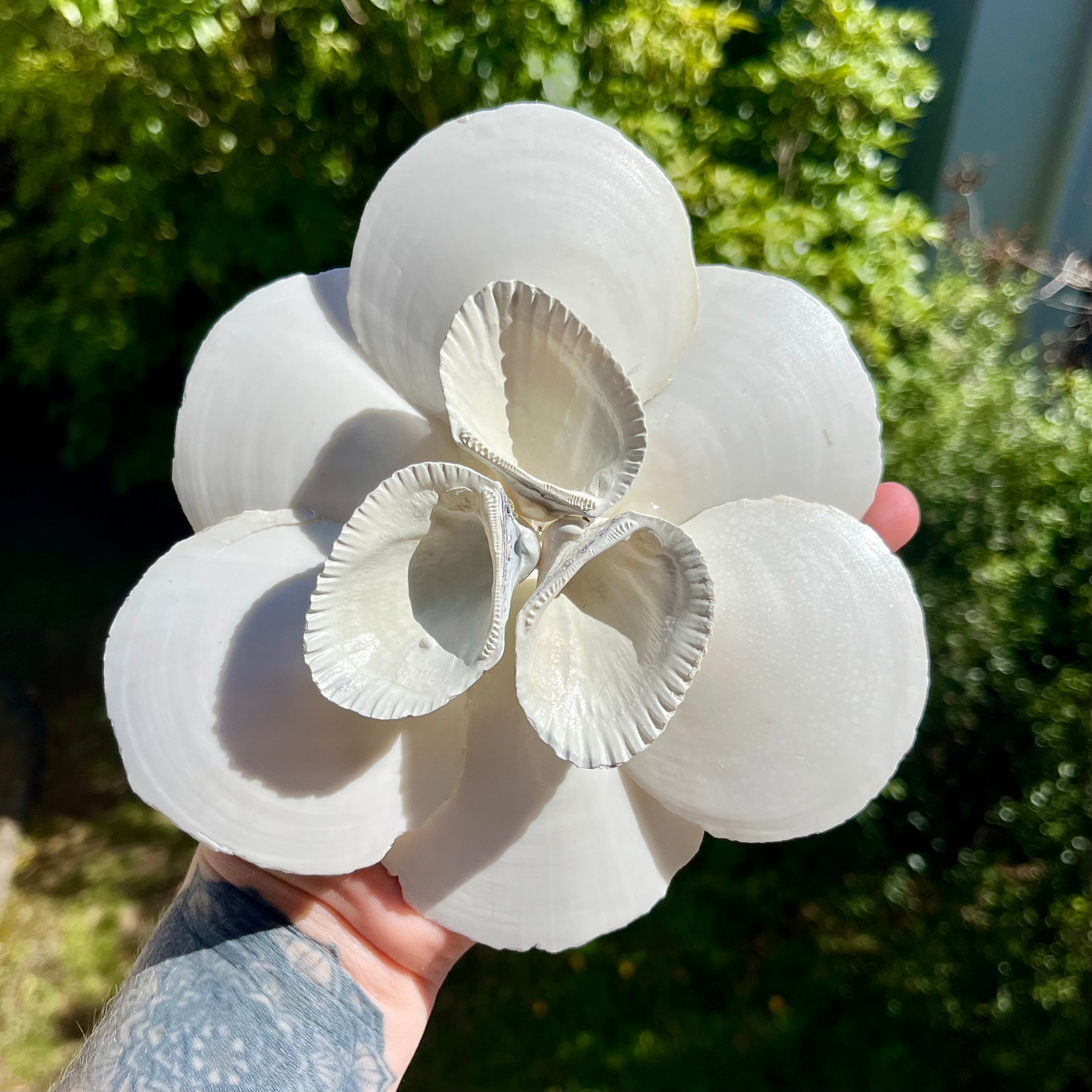 Delicate Shell Flower Tray Or Wall Decor