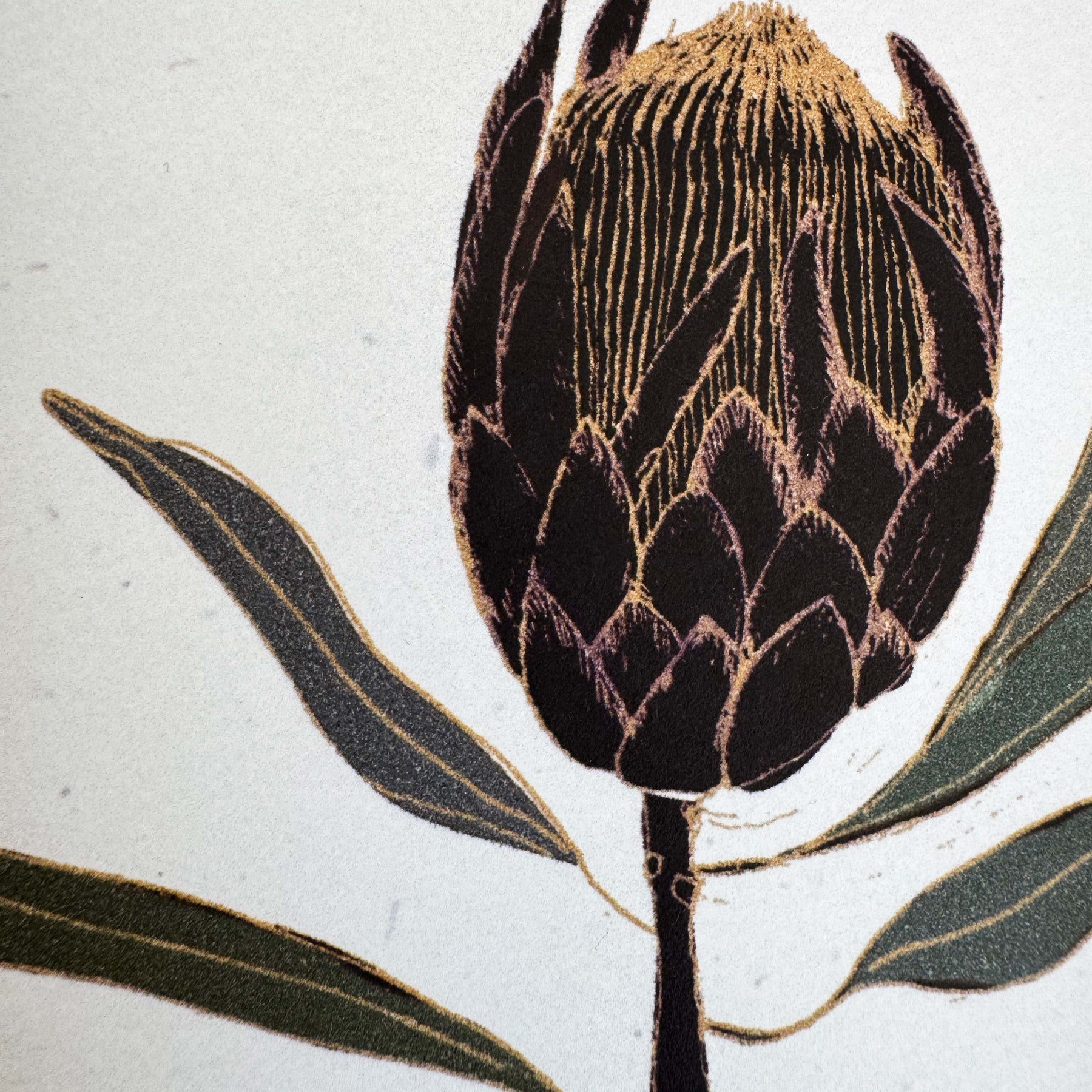Protea print - black frame with inset included (13 x 18cm)