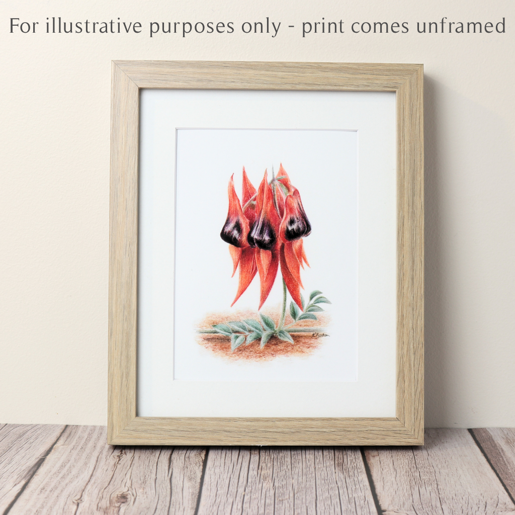 Sturt's Desert Pea | Australian Wildflowers Art Print