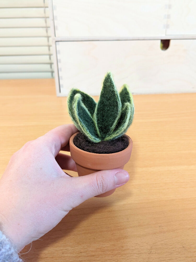 Needle Felted Succulent in Pot - Dwarf Snake Plant