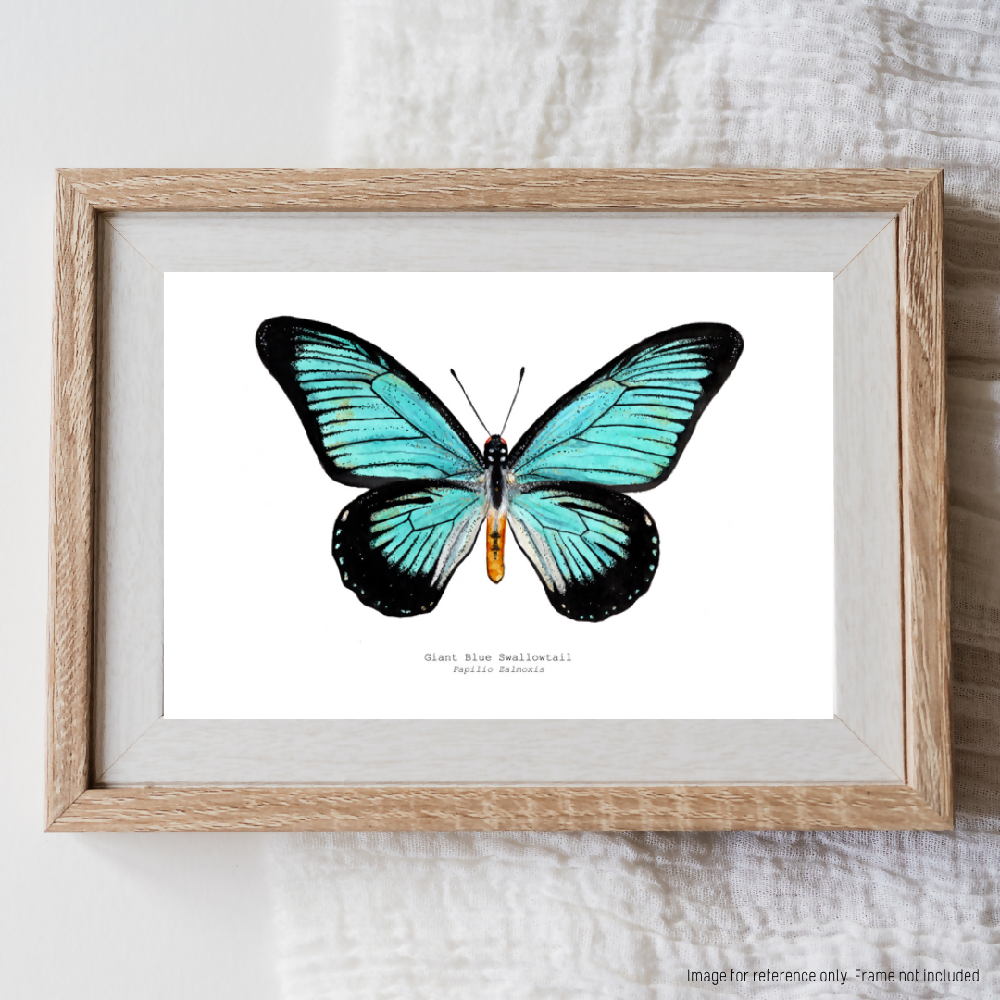 the insect series - giant blue swallowtail