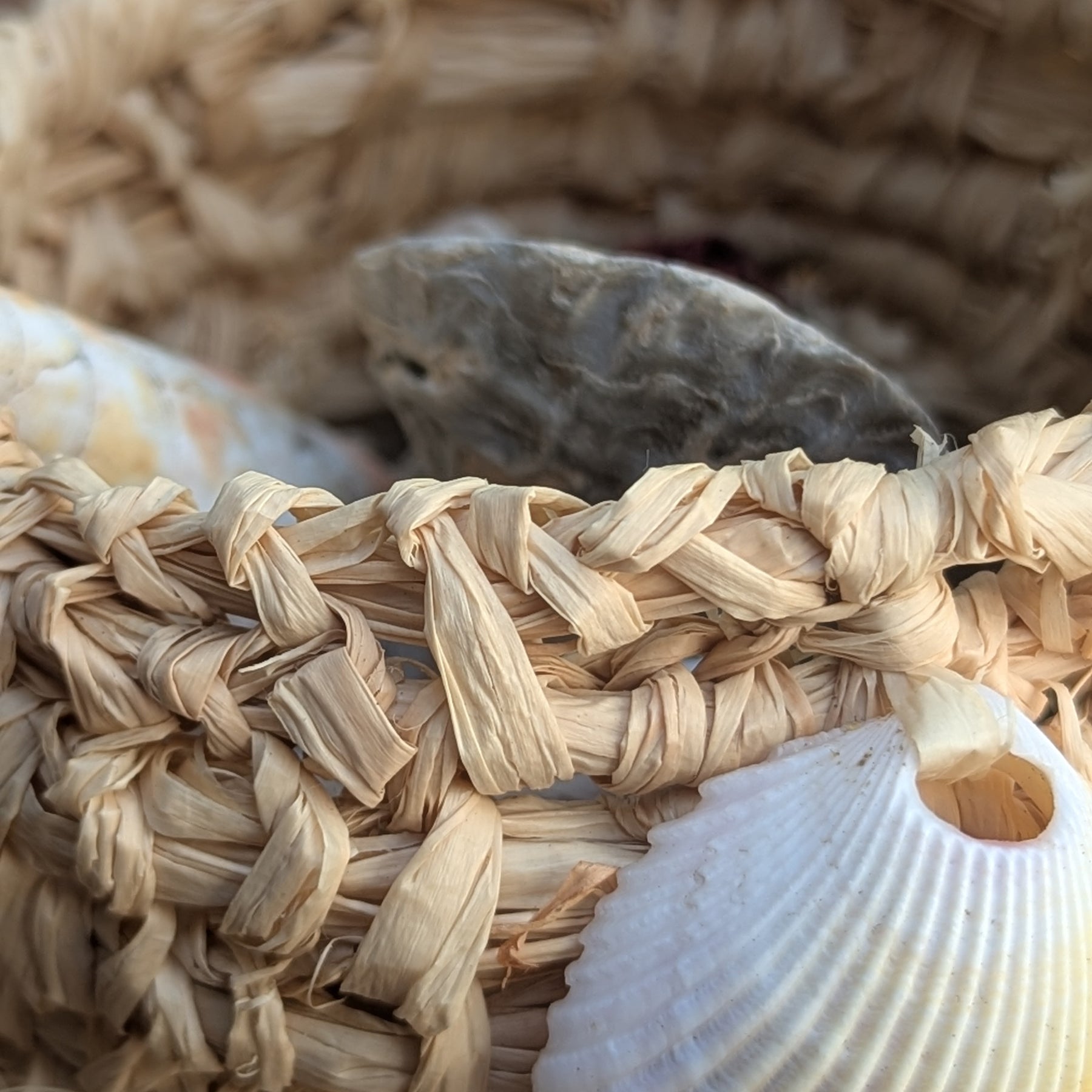 Basket Sea Shell Natural Raffia Dilly Bags