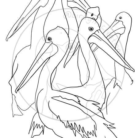 Pelicans colouring page PDF