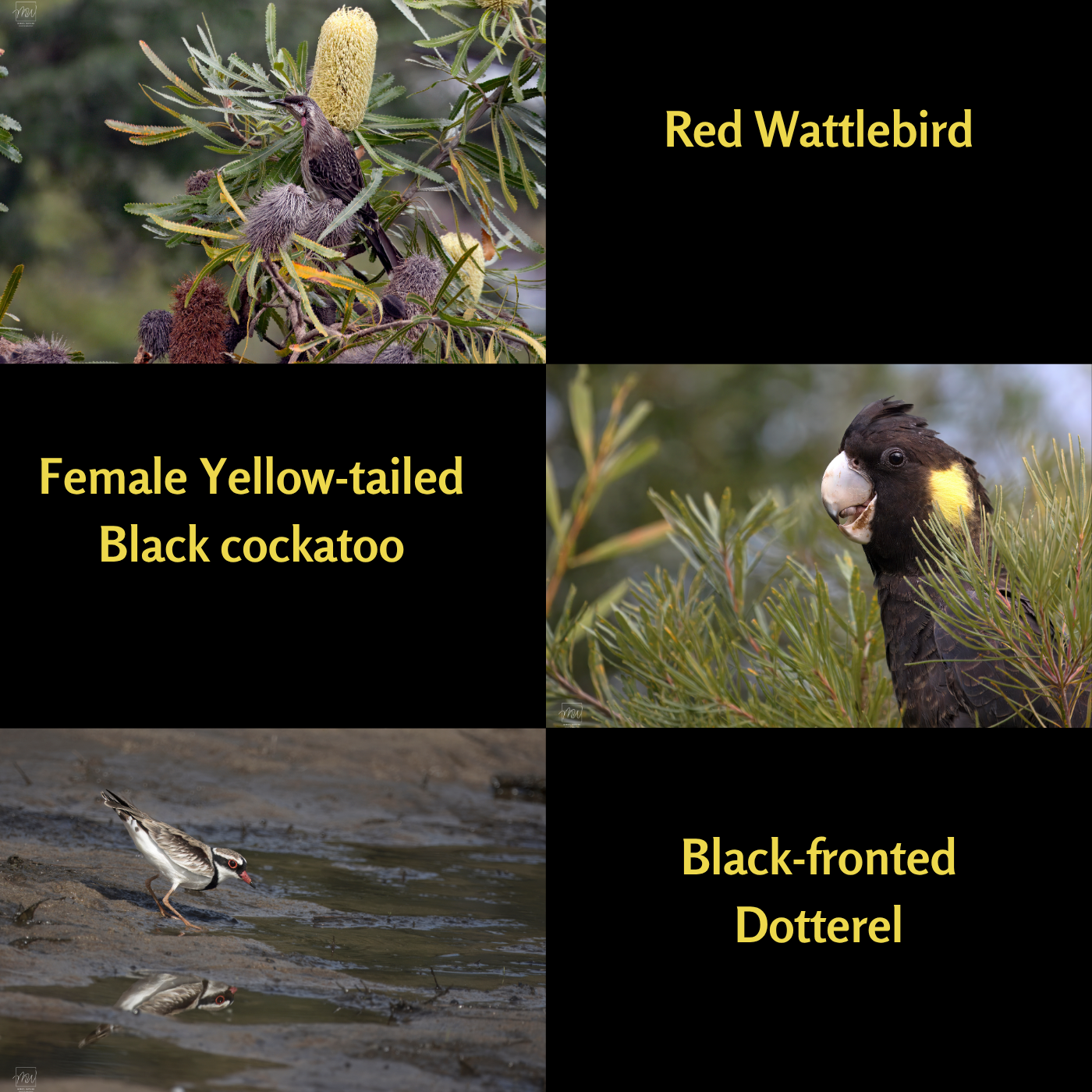 2027 Calendar - A Year of Birds - A4 Photographic Calendar