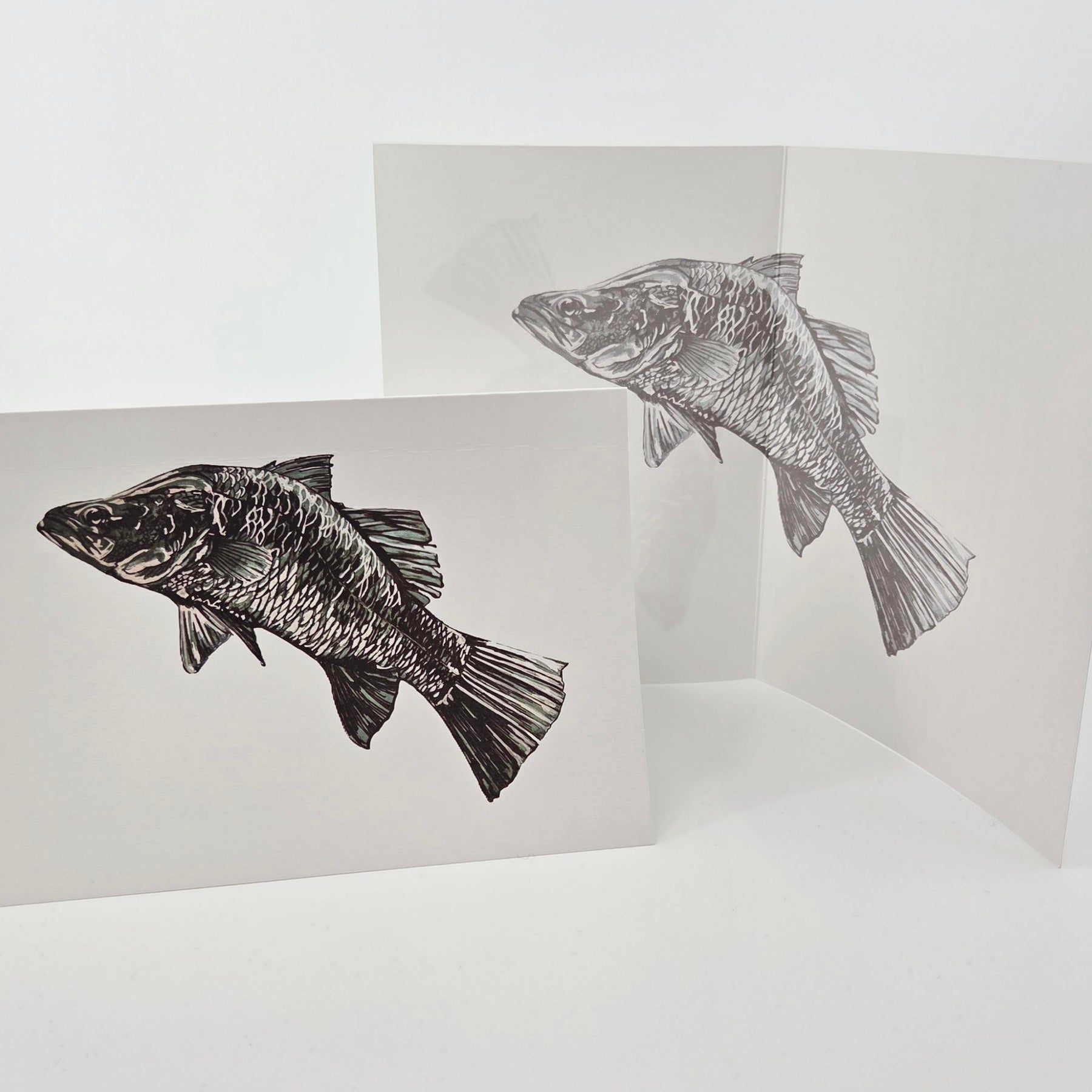 Barramundi Greeting Card (blank) -recycled paper envelope