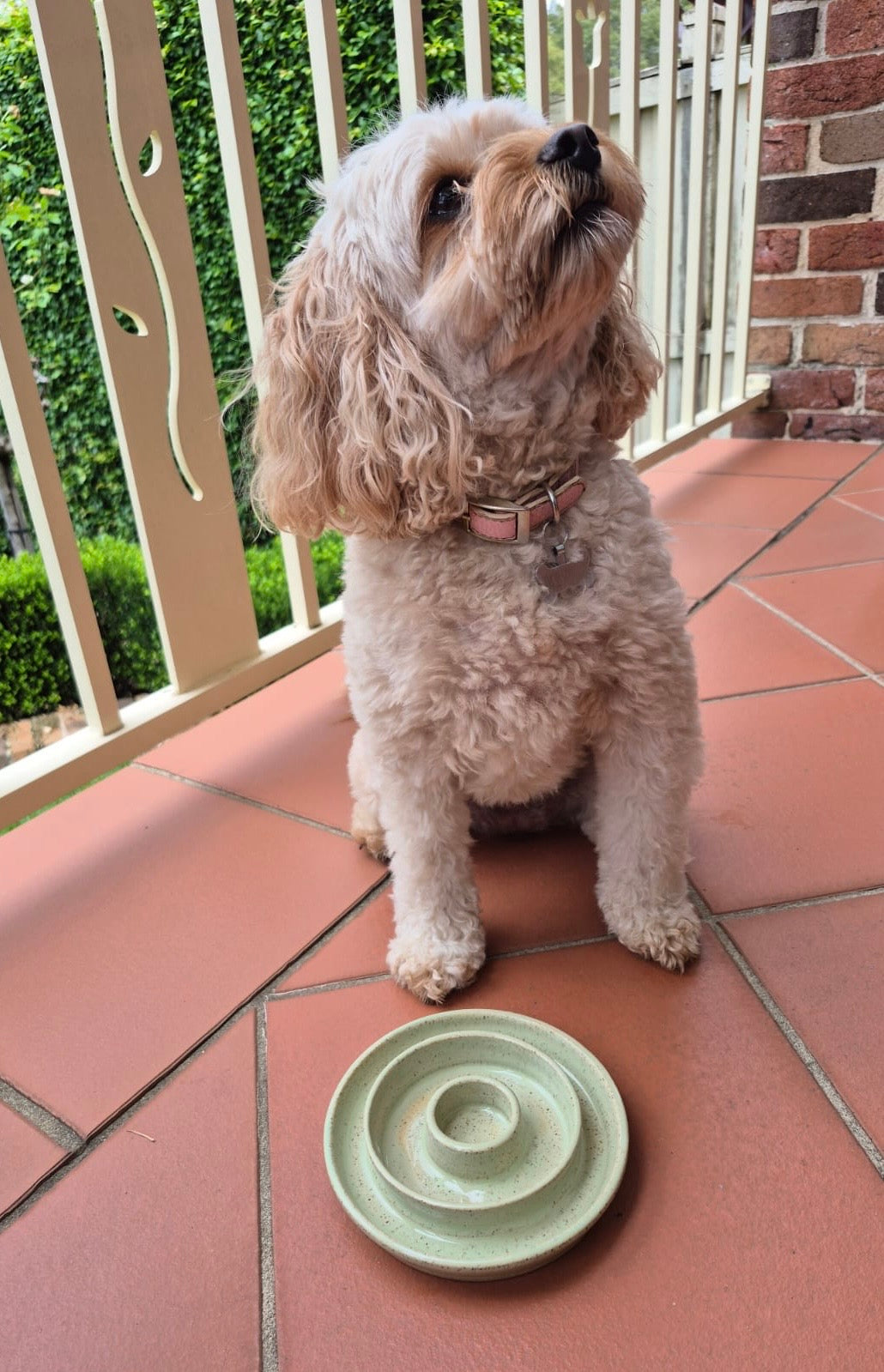 Slow Feeding Ceramic Dog Bowl
