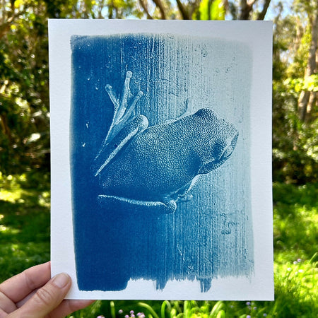 Frog Print, Original Cyanotype, Frog Picture, 8x10 inches, Wildlife Print