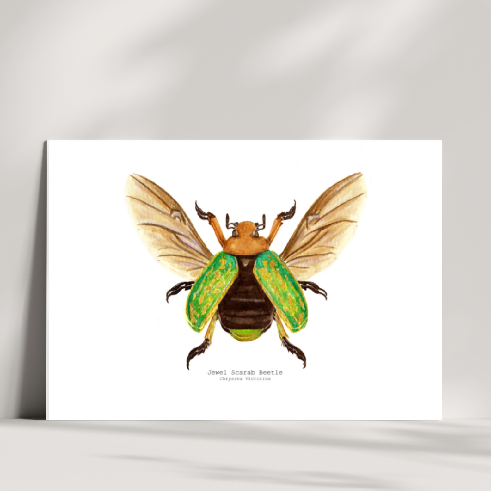 art print - the fauna series - jewel scarab beetle