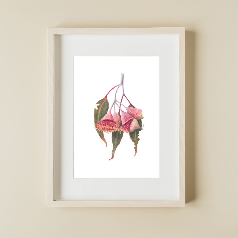 Australian-artist-wall-art-eucalyptus-blossom-framed