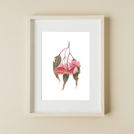 Wall Art Eucalyptus Gum Blossom A5 Print