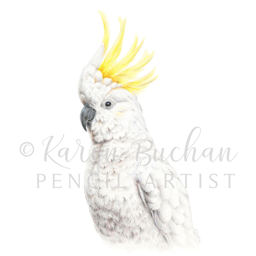 Sulphur-crested Cockatoo | Australian Wildlife Art Print