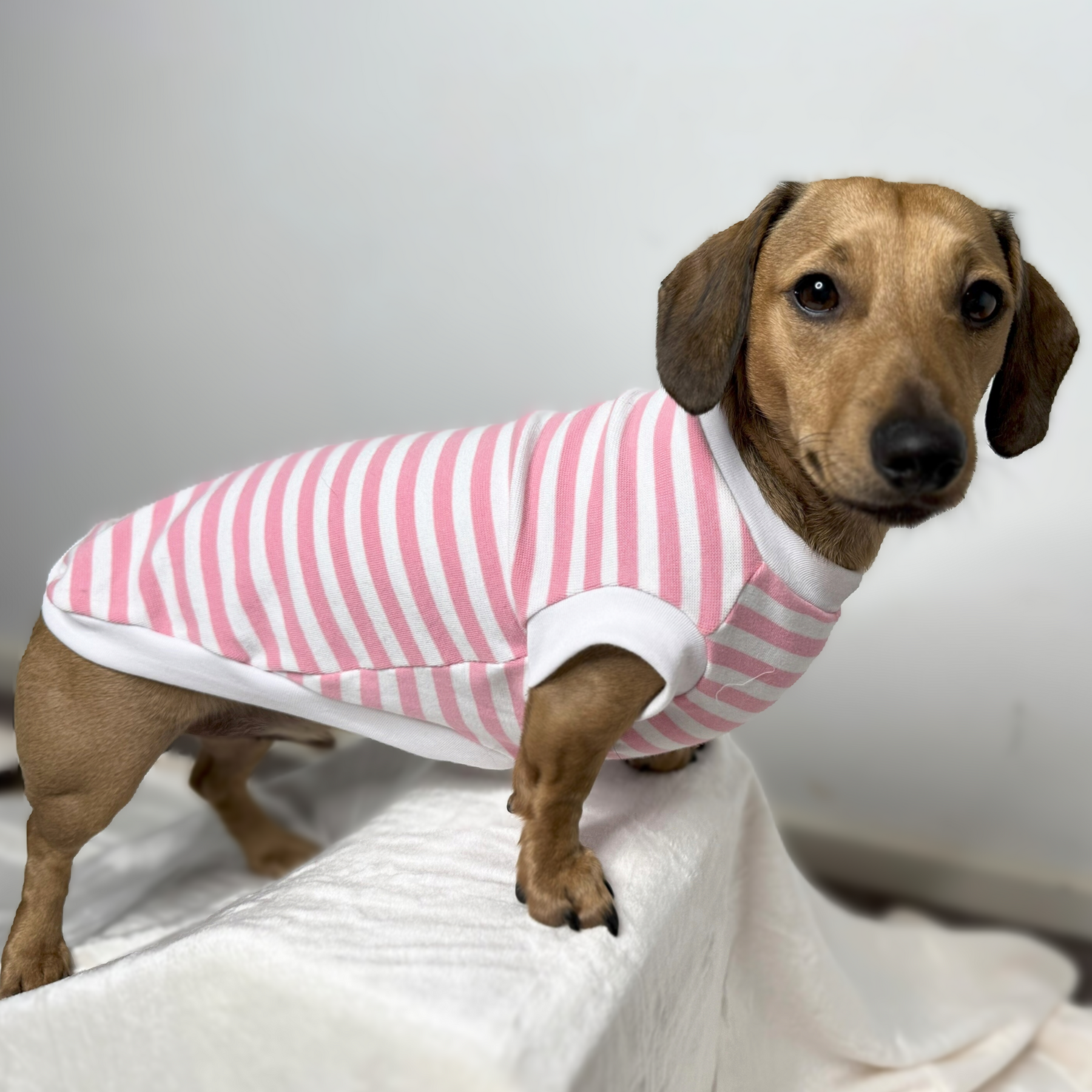 Pet tank top/t-shirt for standard dogs, dachshunds, micro dogs. Pet clothing/costume