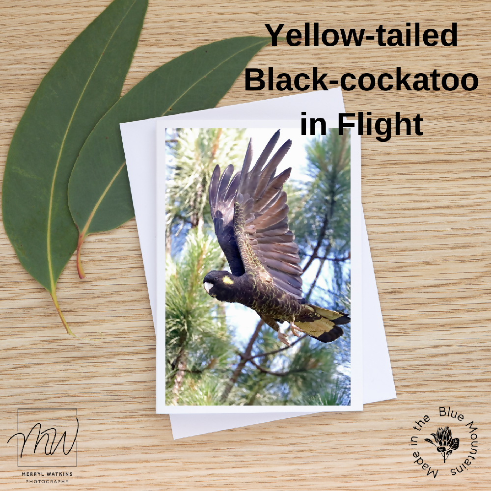 Blank Greeting Card - Female Yellow-Tailed Black Cockatoo in Flight Photo