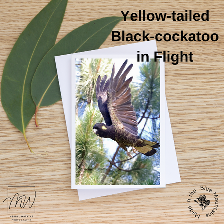 Blank Greeting Card - Female Yellow-Tailed Black-Cockatoo in Flight Photo