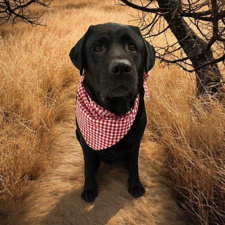 Bandana - Tie up for dog, puppy or Kitten, Handmade Pet clothing/costume