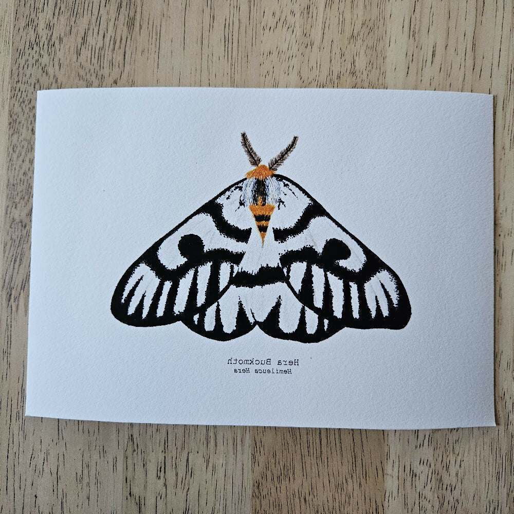 the fauna series - hera buckmoth