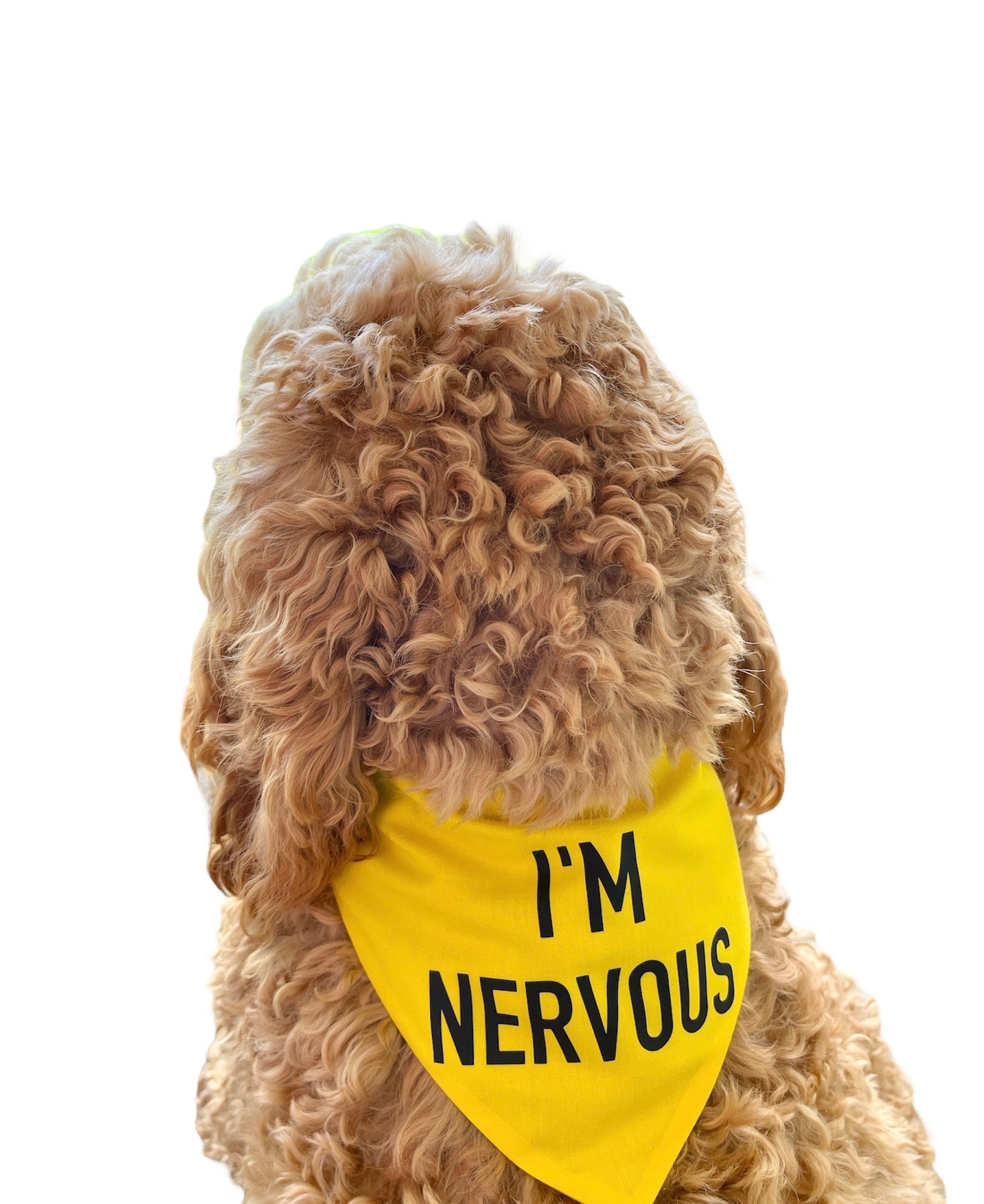 I'm Nervous - Dog Scrunchie Bandana