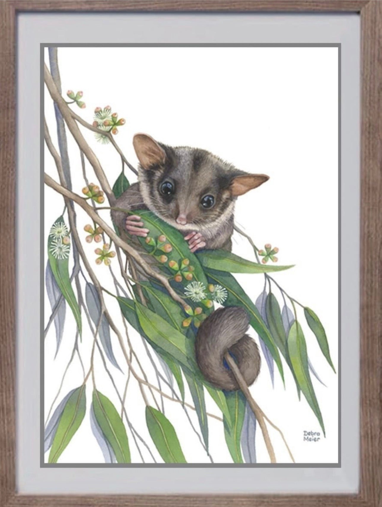 Leadbeaters Possum art print by Debra Meier Art