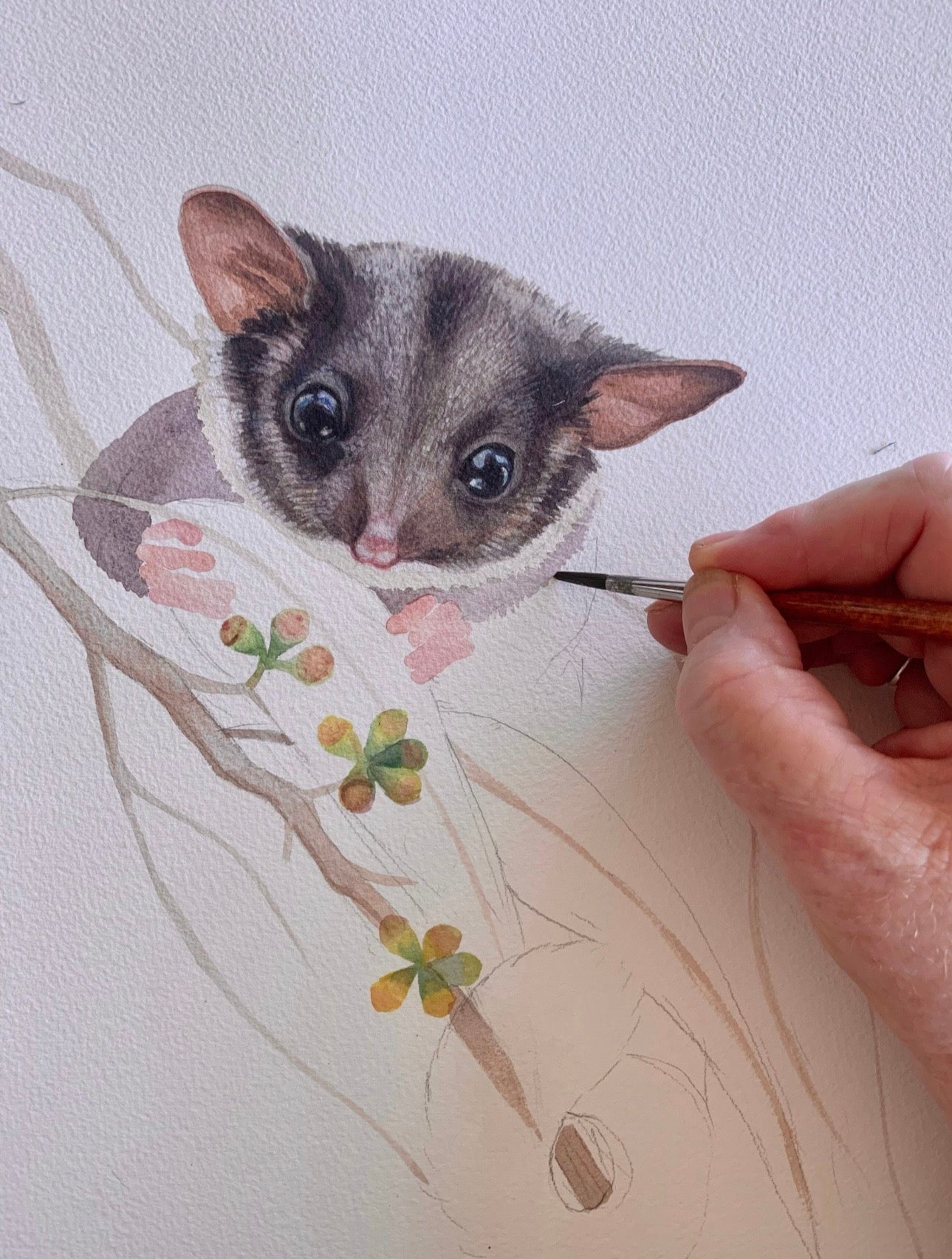 Leadbeaters Possum art print by Debra Meier Art