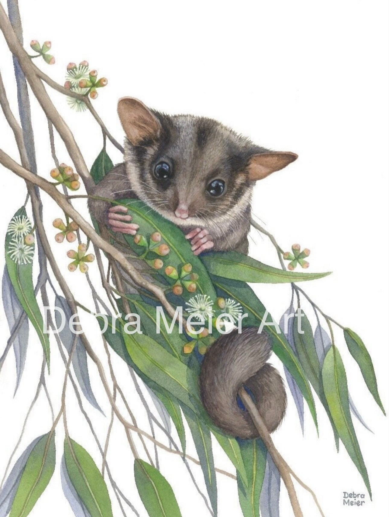 Leadbeaters Possum art print by Debra Meier Art