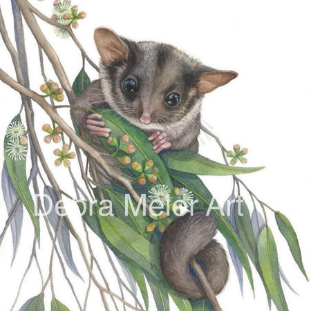 Leadbeaters Possum art print by Debra Meier Art