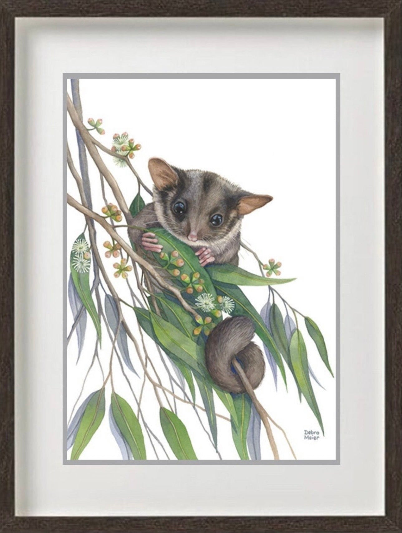 Leadbeaters Possum art print by Debra Meier Art
