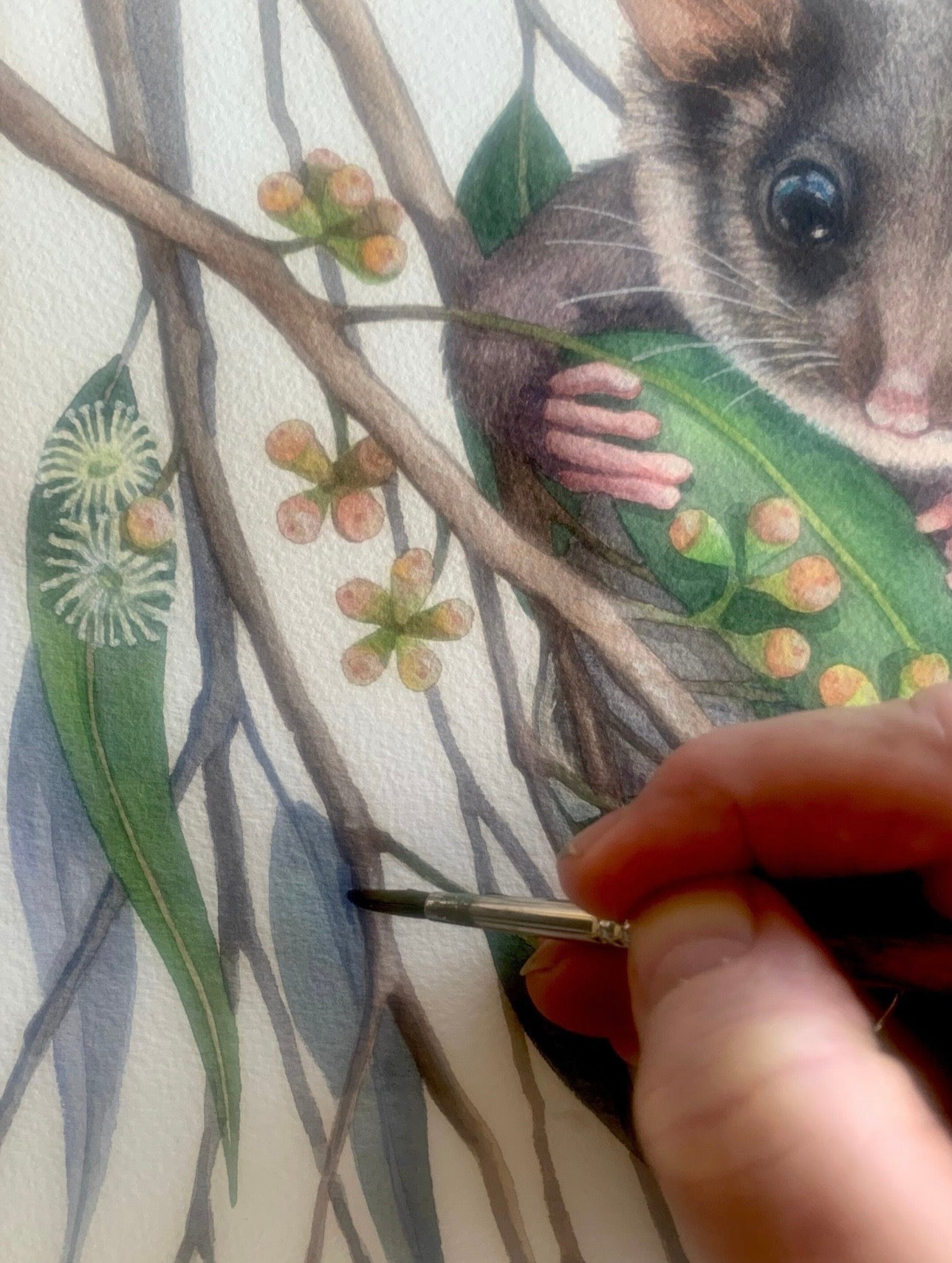Leadbeaters Possum art print by Debra Meier Art