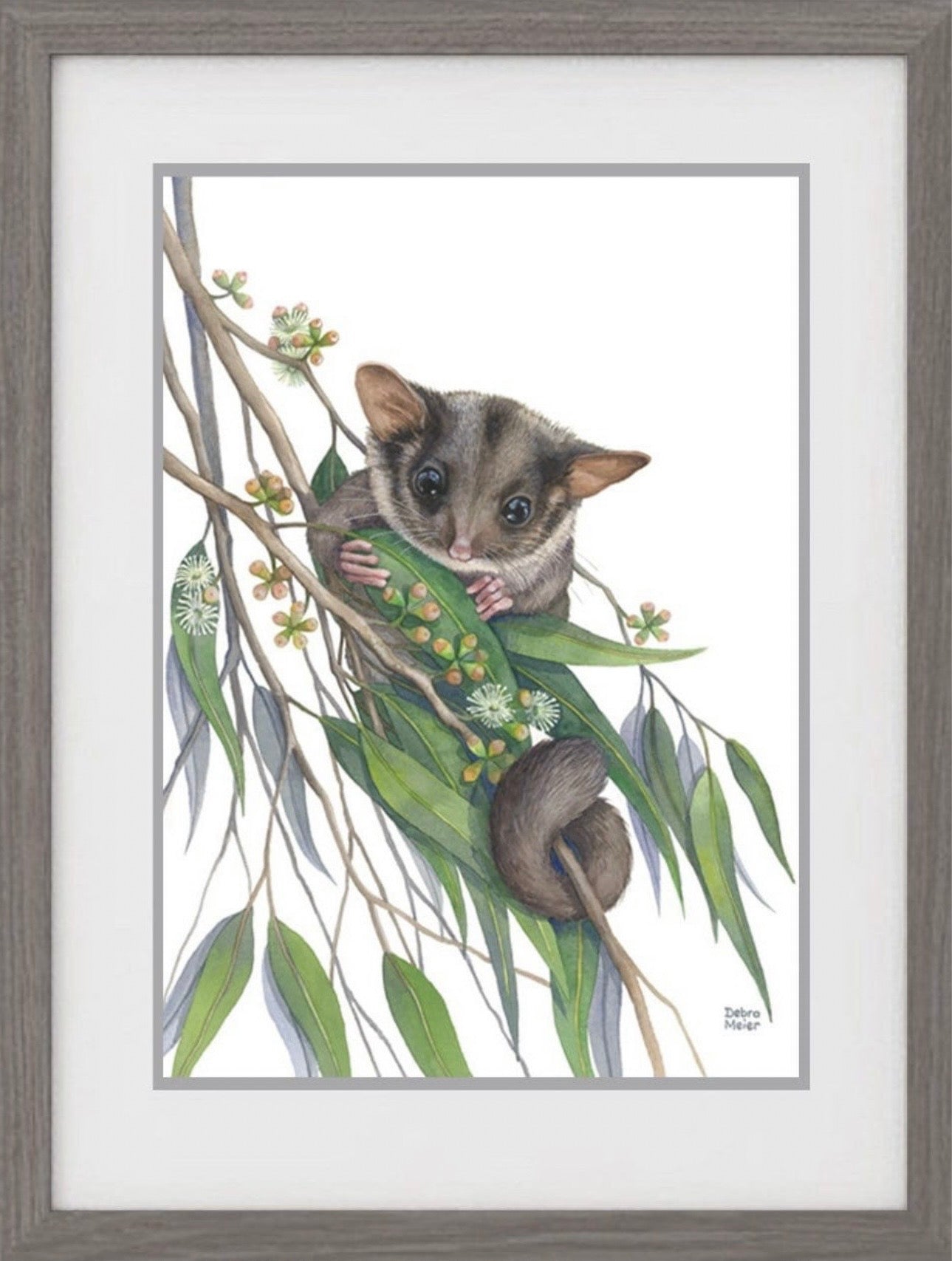 Leadbeaters Possum art print by Debra Meier Art