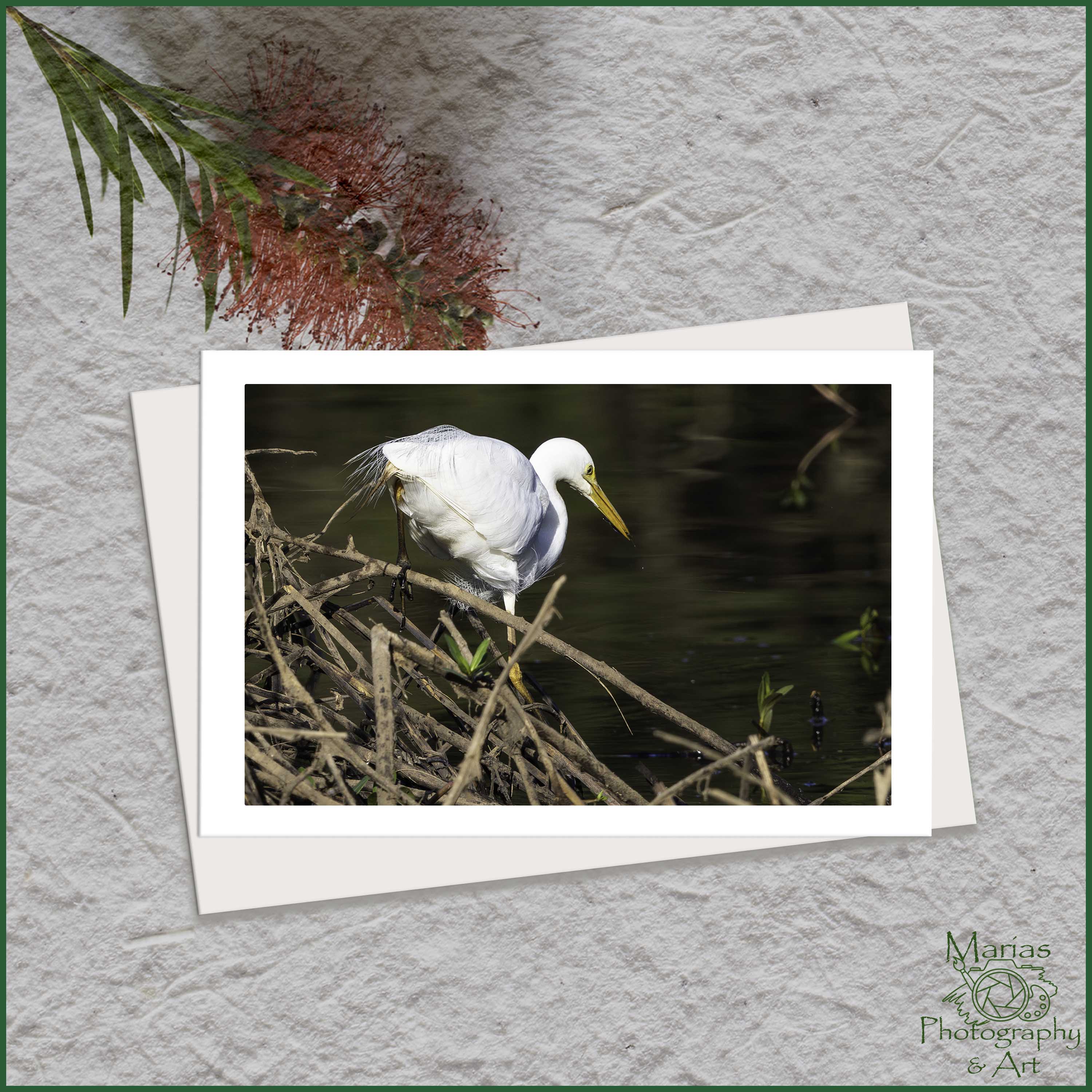 Blank Greeting Card - 'A fishing we will go' - Great Eastern Egret