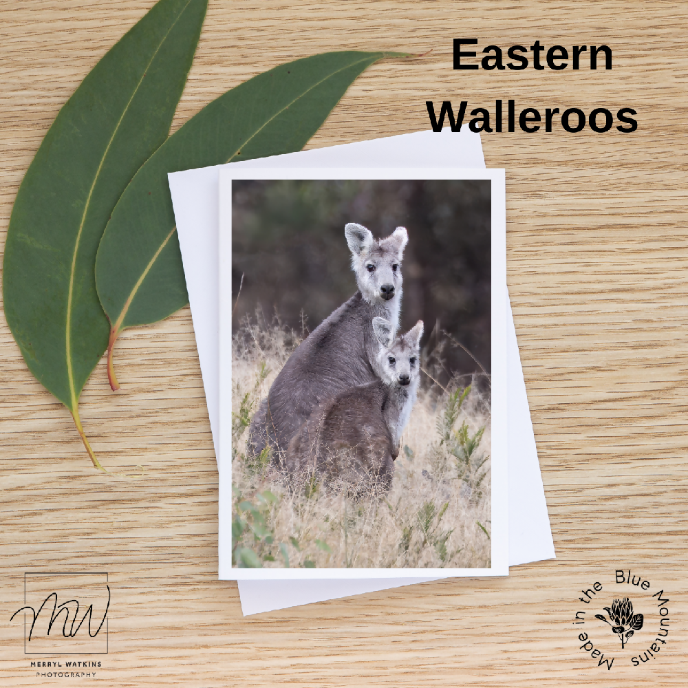 Blank Greeting Card - Eastern Walleroos Photo