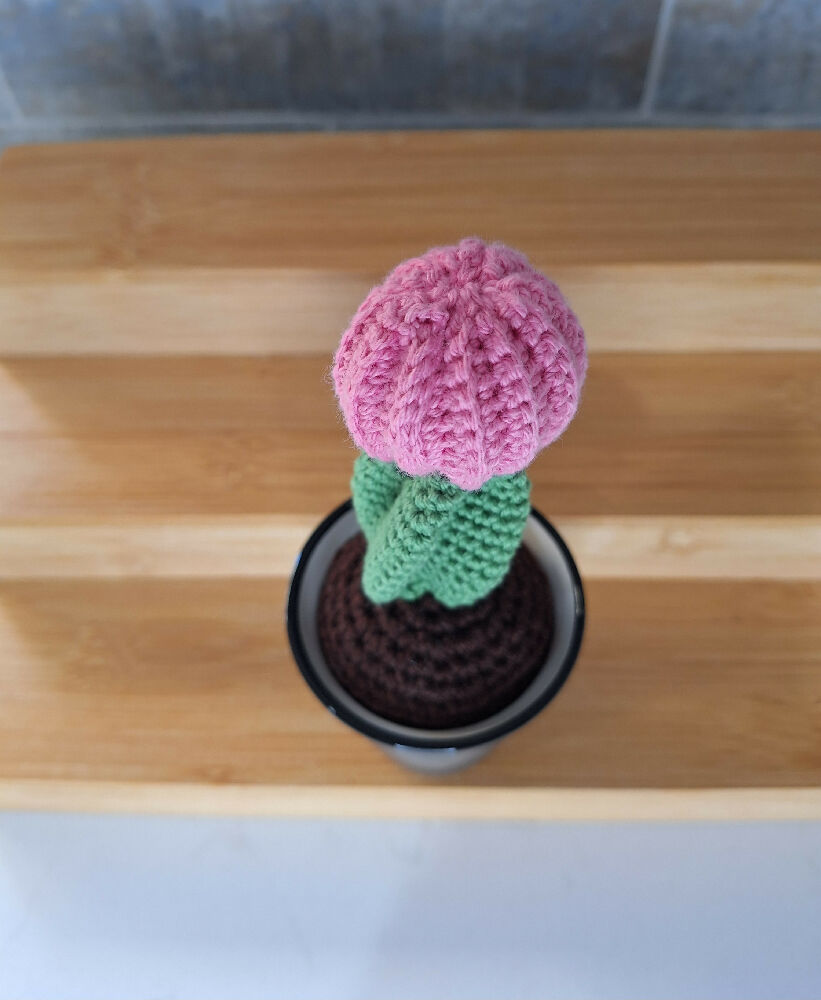 pink ball cactus closeup