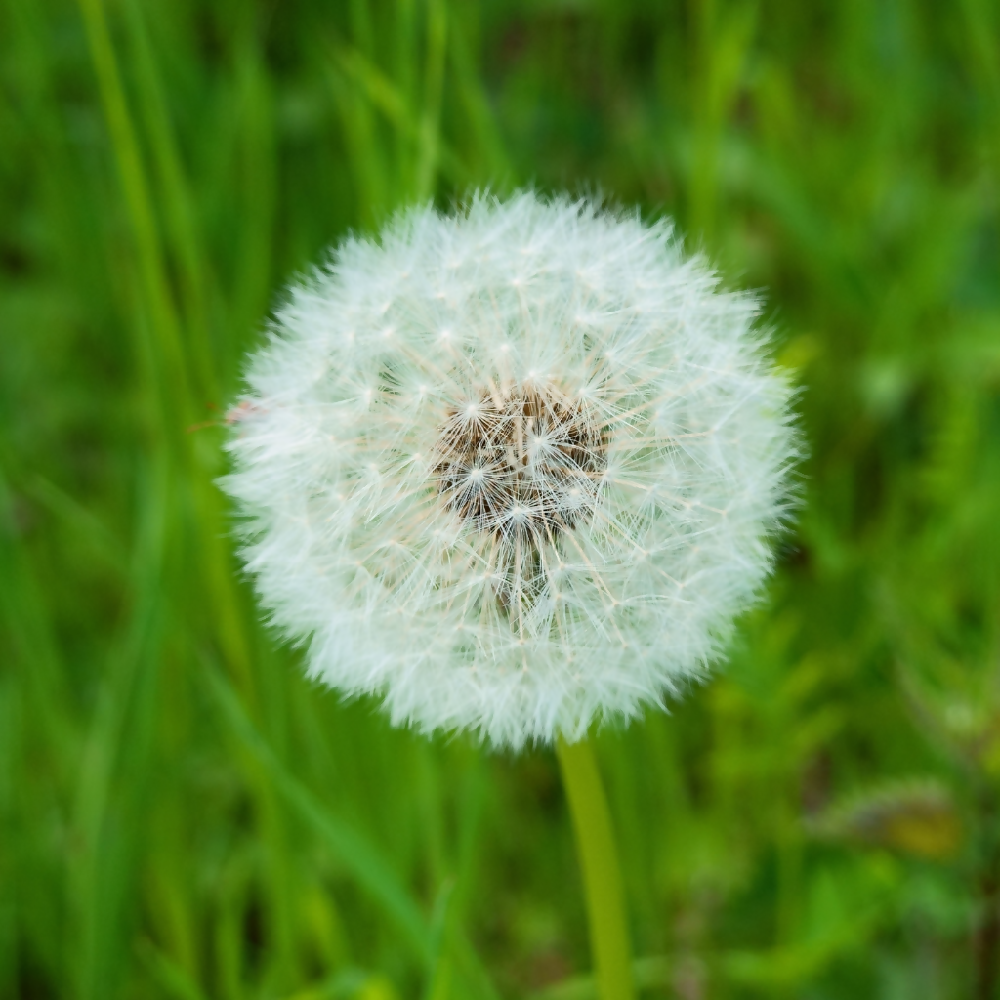 dandelion-green-single-flower-west-4th-studio-earrings-02