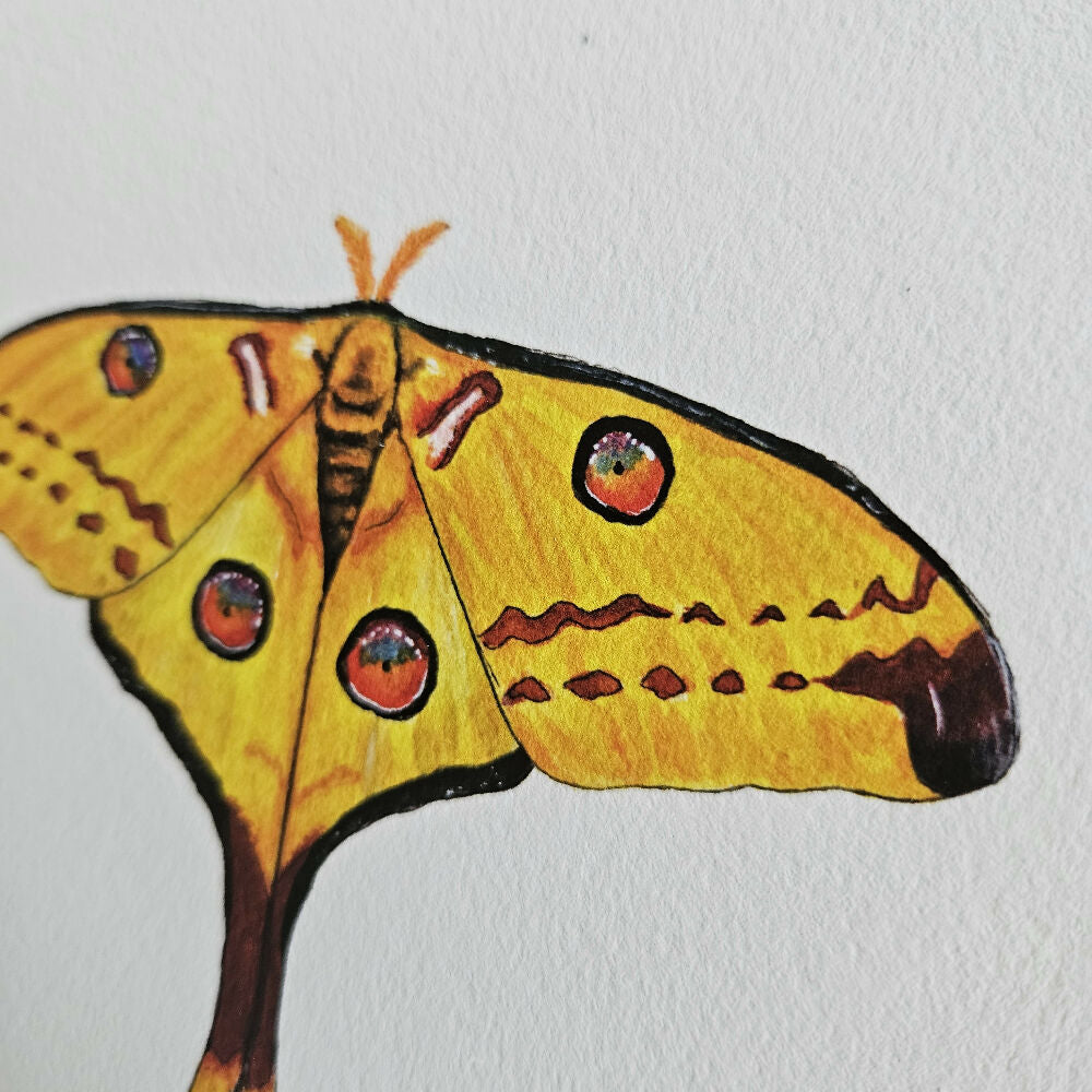 fauna series - comet moth